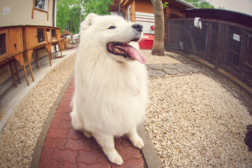 Мини-зоопарк